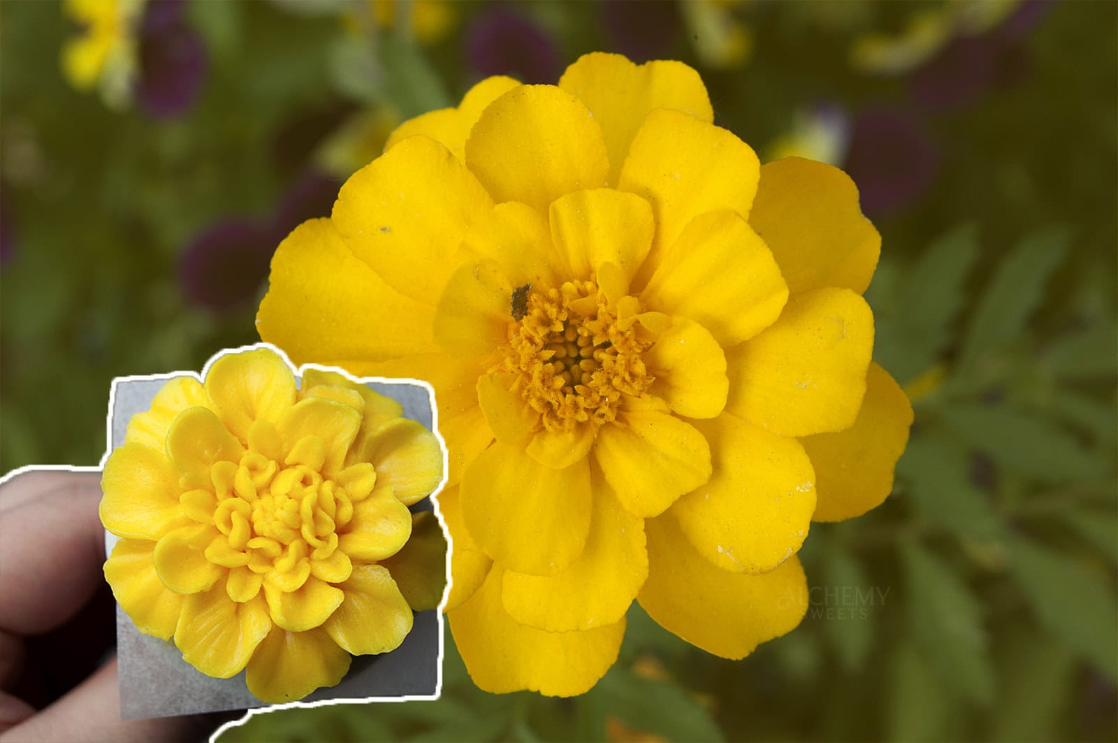 Yellow buttercream marigold held in front of a matching real yellow marigold in a garden.